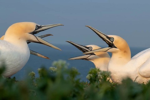 Northern gannets (Morus bassanus)