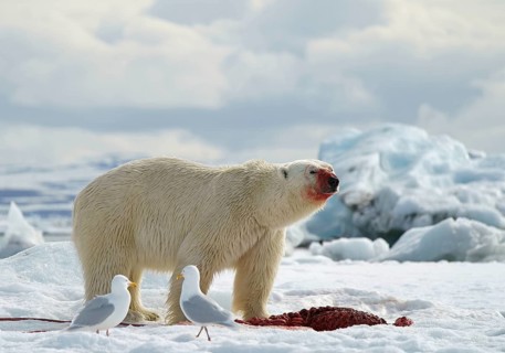 Polar bear (Ursus maritimus) feeding the carcass of a captured seal in the snow