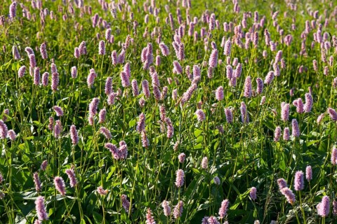 Meadow bistort (European Bistorta officinalis)