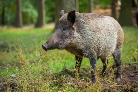 Wild boar (Sus scrofa)