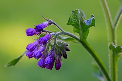 Common comfrey (Symphytum officinale)