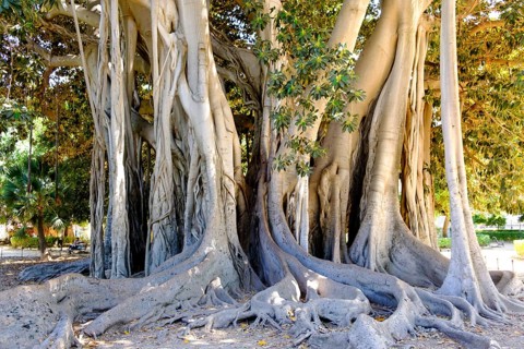 Tree trunk