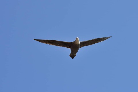 Southern giant petrel (Macronectes giganteus) in flight