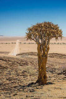 Desert-like landscape with Quiver tree (Aloe dichotoma)