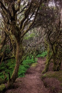 Walk through laurel forest