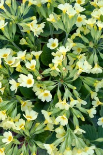 True oxlip (Primula elatior)