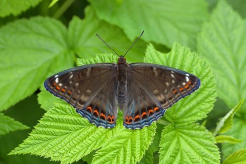 Poplar admiral (Limenitis populi) with spreading wings on leaf