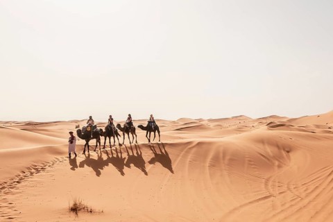 Caravan with dromedaries (Camelus dromedarius)