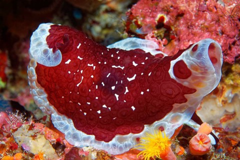Pleurobranchus grandis (Pleurobranchus grandis)