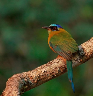 Blue-crowned motmot (Momotus momota)