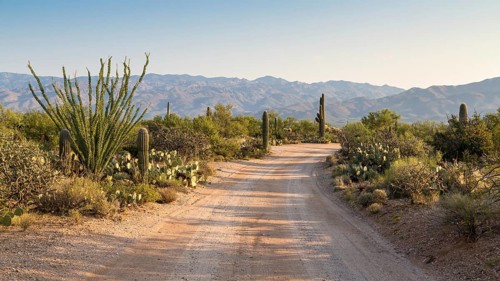 Road through countryside with various cacti (Cactus)
