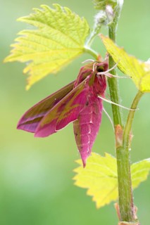 Elephant hawk-moth (Deilephila elpenor) on vine