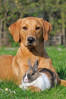 Labrador Retriever