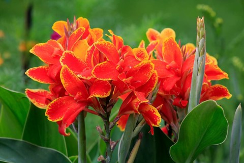 Canna (Canna indica)