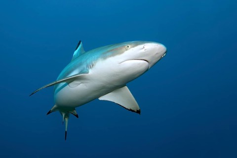 Blacktip reef shark (Carcharhinus melanopterus)