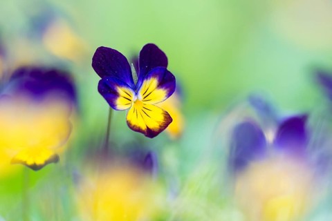 Heartsease (Viola tricolor)
