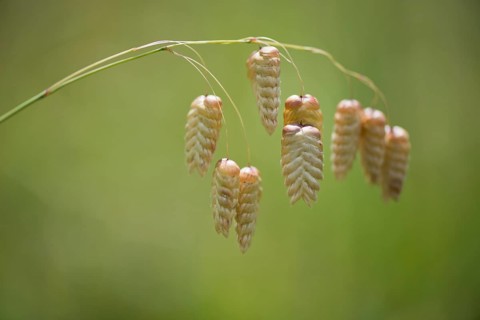 Briza maxima (Briza maxima)