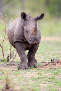 White rhinoceros (Ceratotherium simum)