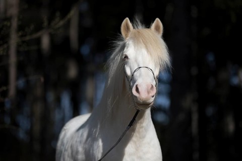 Welsh-Pony