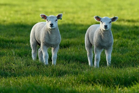 Sheep (Ovis)