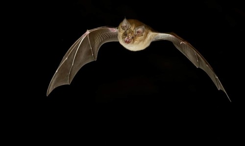 Greater horseshoe bat (Rhinolophus ferrumequinum) in flight at night