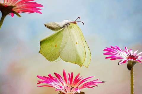 Brimstone (Gonepteryx rhamni)