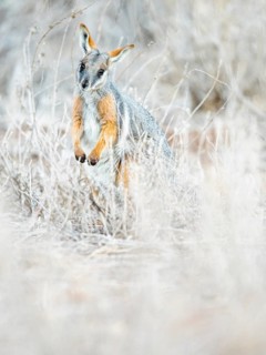 Yellow-footed rock-wallaby (Petrogale xanthopus)