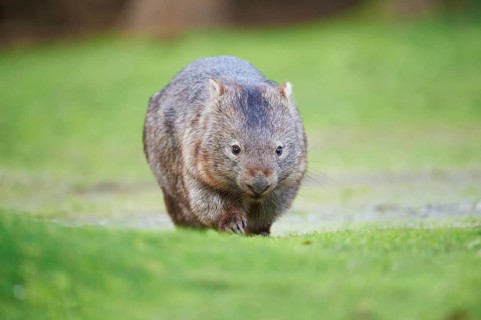 Common wombat (Vombatus ursinus)