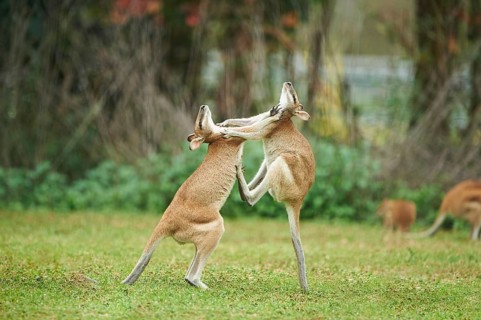 Agile wallabies (Macropus agilis) fighting on a meadow