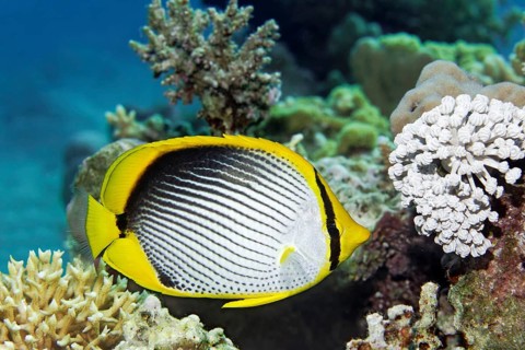Blackback Butterflyfish (Chaetodon melannotus) floats over coral reef