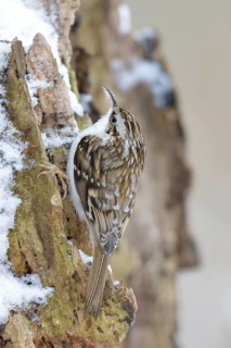 Short-toed treecreeper (Certhia brachydactyla) In search of food in winter