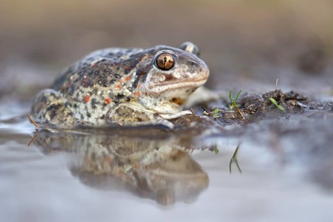 Common spadefoot (Pelobates fuscus) is reflected in a puddle