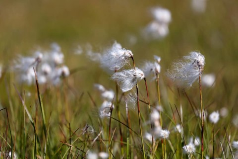 Woolgrass (Eriophorum scheuchzeri) at Lej Pitschen