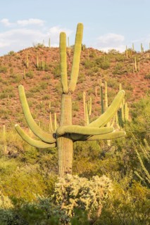 Saguaro (Carnegiea gigantea)