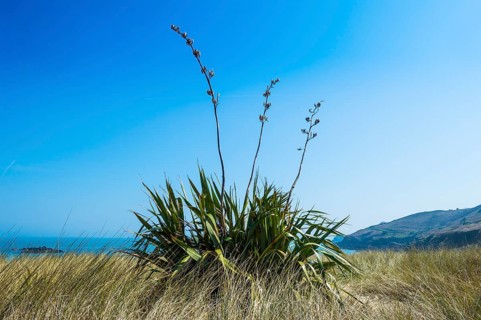 Aloe plant on Shell beach