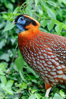 Satyrtragopan (Tragopan satyra) male