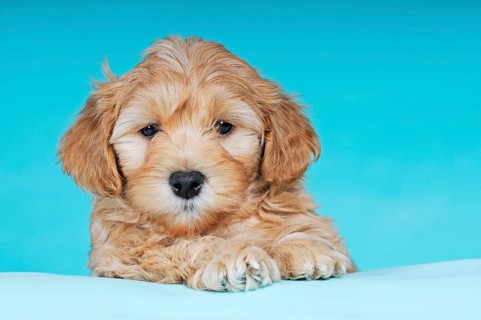 Havanese