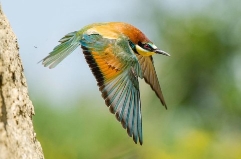 Bee-eater (Merops apiaster) at take-off