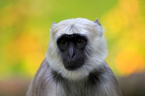 Northern plains gray langur (Semnopithecus entellus)