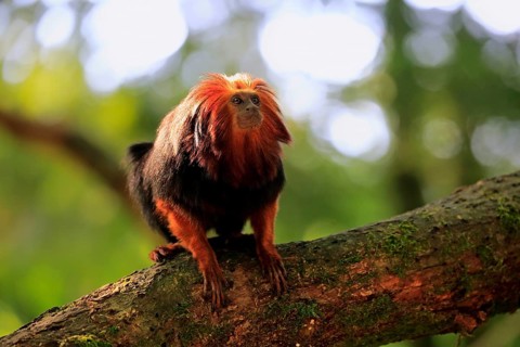 Golden-headed lion tamarin (Leontopithecus chrysomelas)