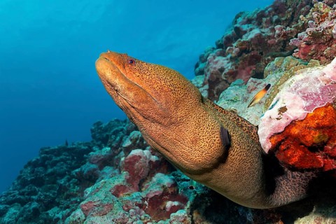 Giant moray (Gymnothorax javanicus) looks from rift in the coral reef