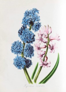 Garden Hyacinth (Hyacinthus orientalis)