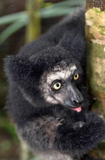 Indri (Indri indri) on a tree