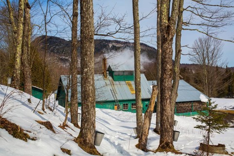 Sugarhouse in spring with buckets on Maple trees