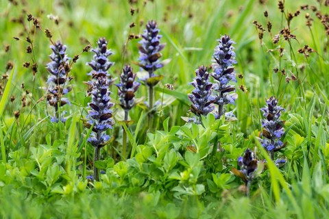 Blue bugles (Ajuga reptans) in a meadow