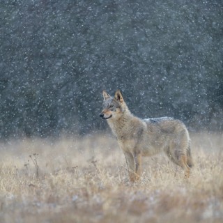 Gray wolf (Canis lupus)