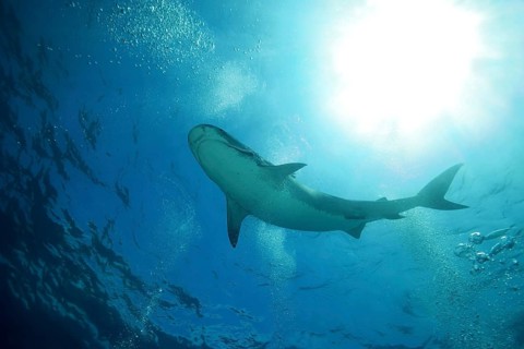 Tiger Shark (Galeocerdo cuvier) floats under the surface of the water