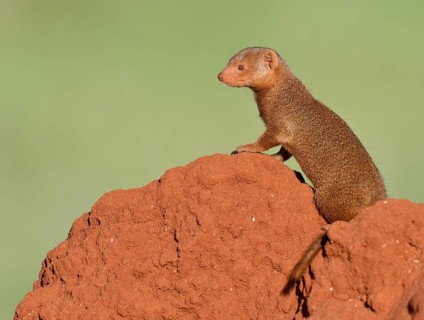 Dwarf mongoose (Helogale parvula) on a termite hill
