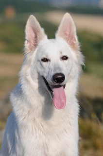 White Swiss Shepherd Dog