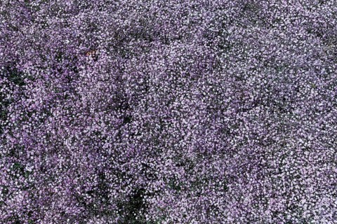 Baby's-breath